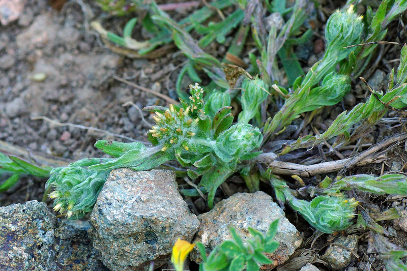 Filago pyramidata / Bambagia spatolata